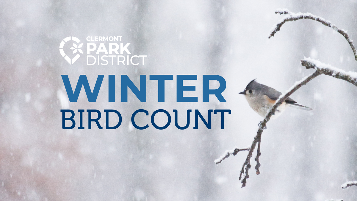 Tufted Titmouse on a snowy branch